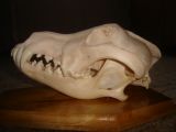 Vilks