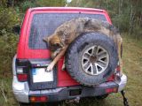 Vilks