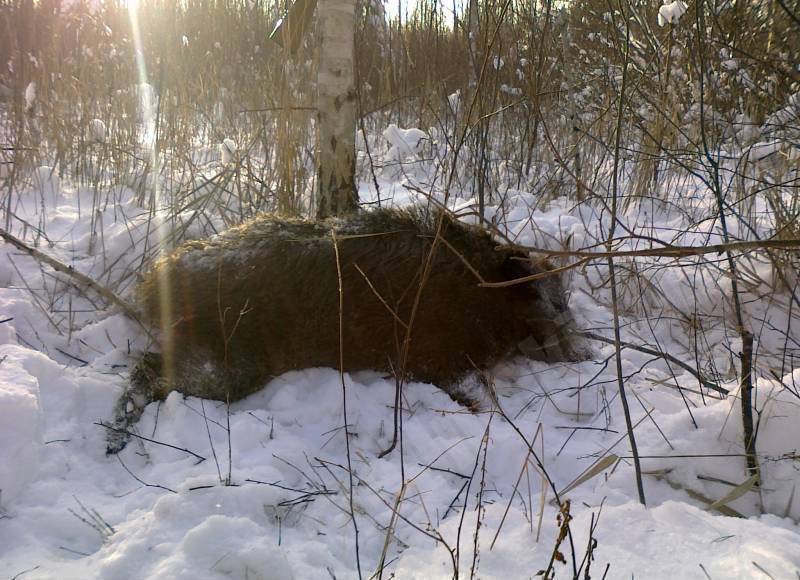 Kuilītis