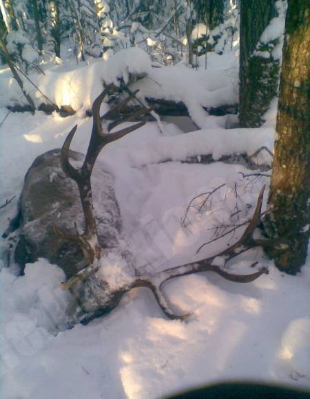 Brieža bullis