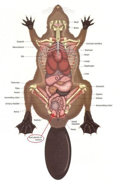 Ojārs