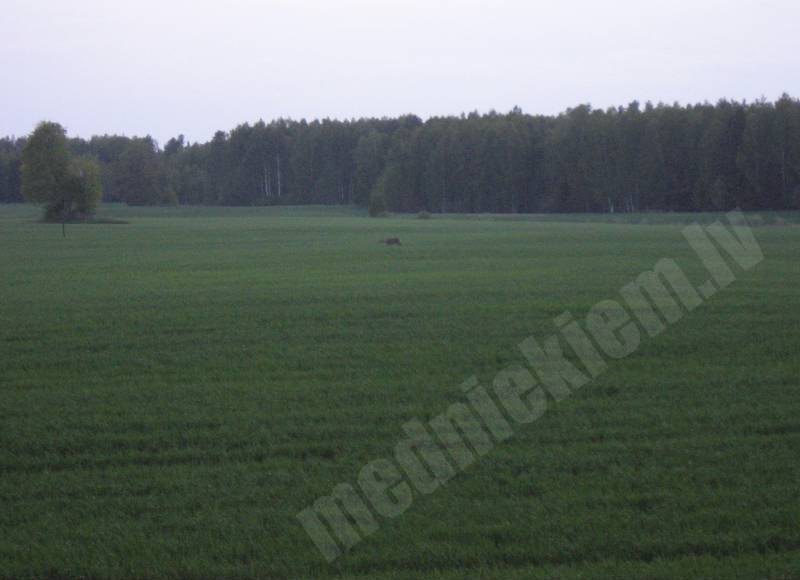 Stirnu kaza
