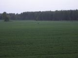 Stirnu kaza