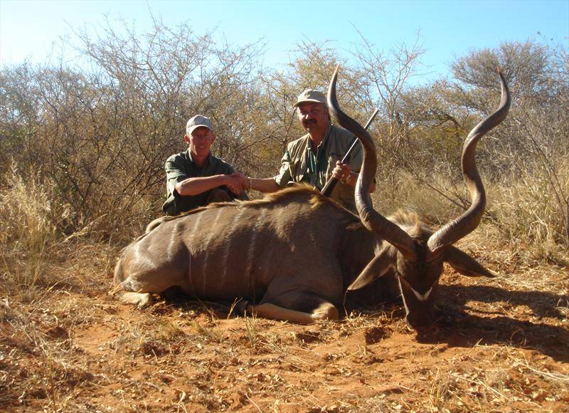 Antilope Kudu bull