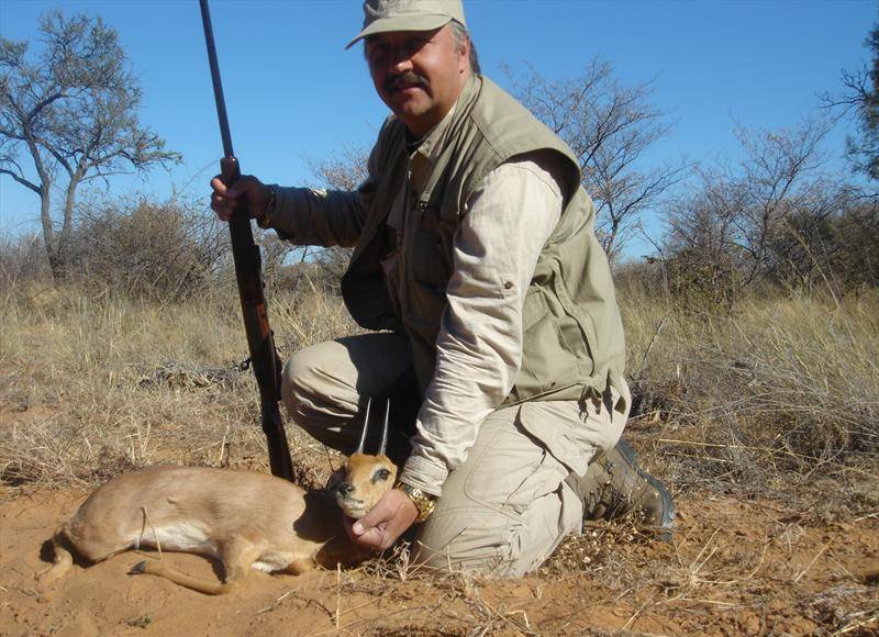 Antilope Steenbuck