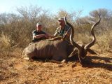 Antilope Kudu bull