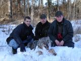 vilks