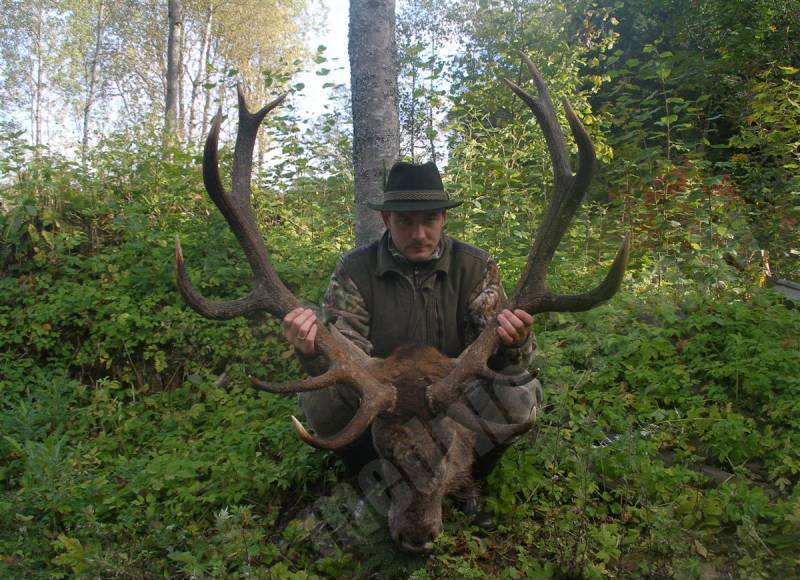 Briedītis Zvārdes mežos 2010