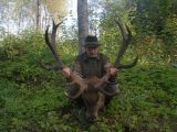 Briedītis Zvārdes mežos 2010