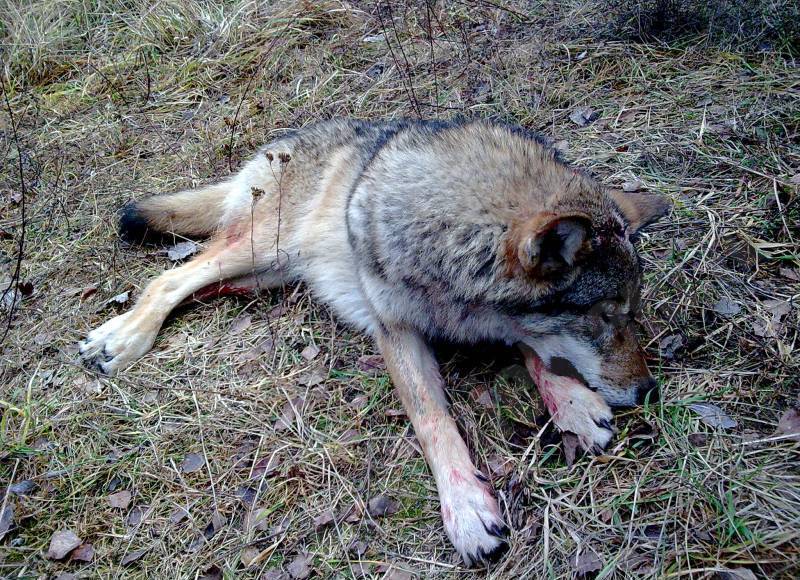 vilks