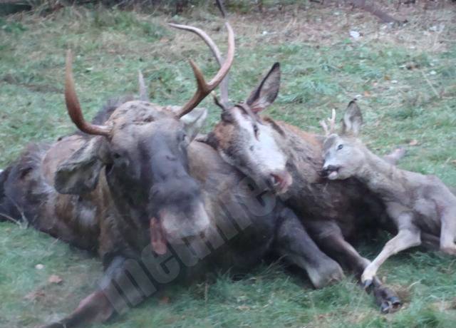 alnis,briedis,buks
