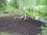 Salslaizitava 2010.