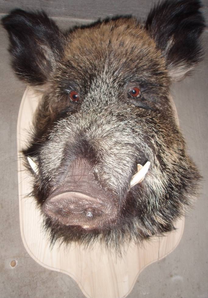 Mežacūka