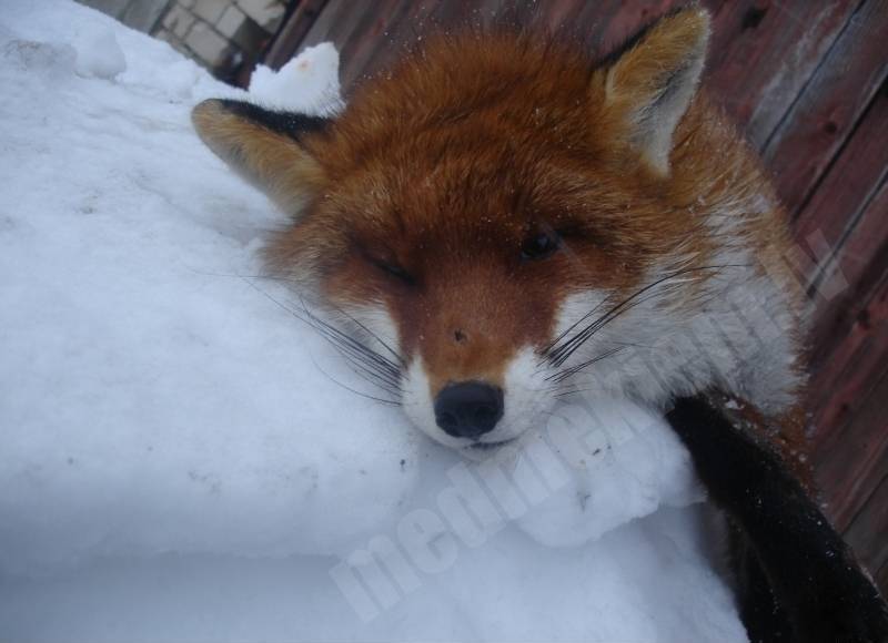 Kūmiņš