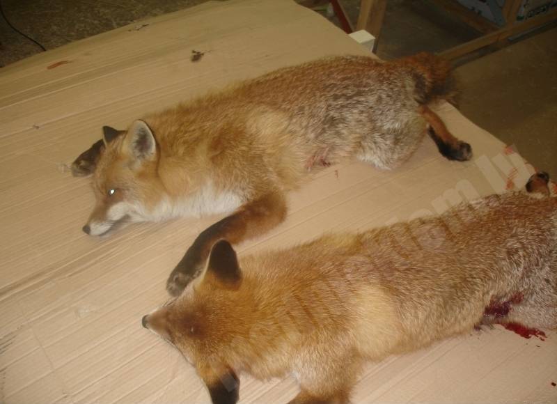 Lapsiņas