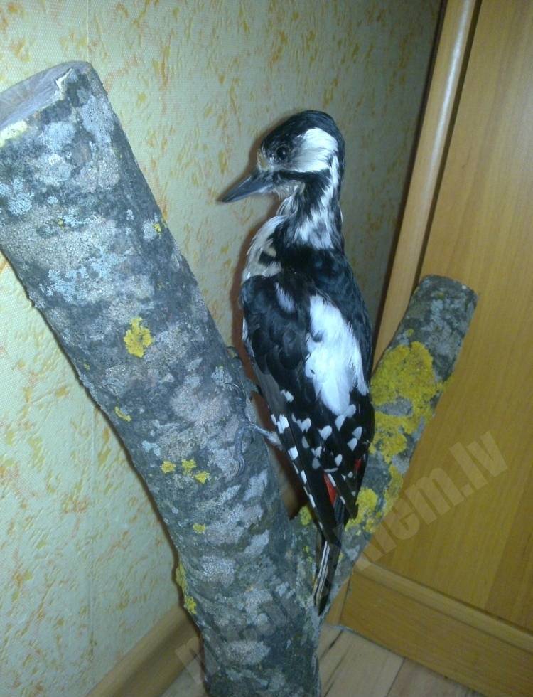 Dižraibais Dzenis