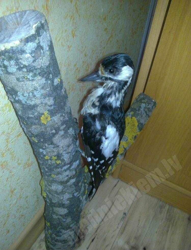 Dižraibais Dzenis