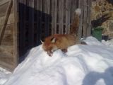 saulojas :)