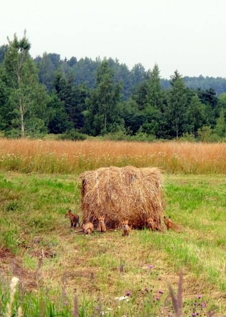 Lapsēni