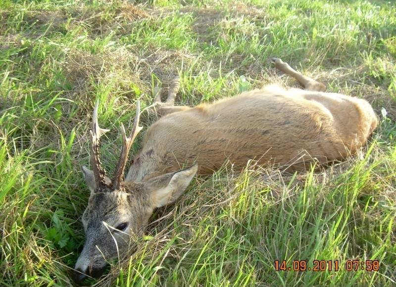 Stirnu āzis jeb Eiropas stirna (Capreolus capreolus) 14.09.2011.