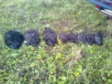 Labs guvums