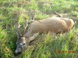 Stirnu āzis jeb Eiropas stirna (Capreolus capreolus) 14.09.2011.