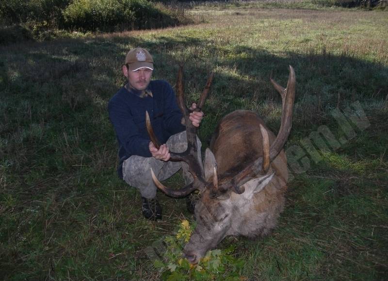 Briedītis zvārdes mežos 2011