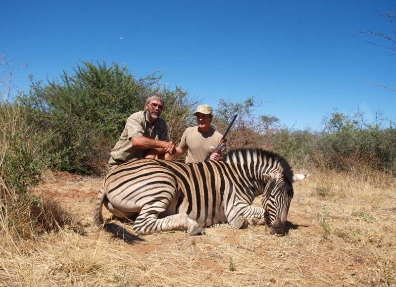 Zebra