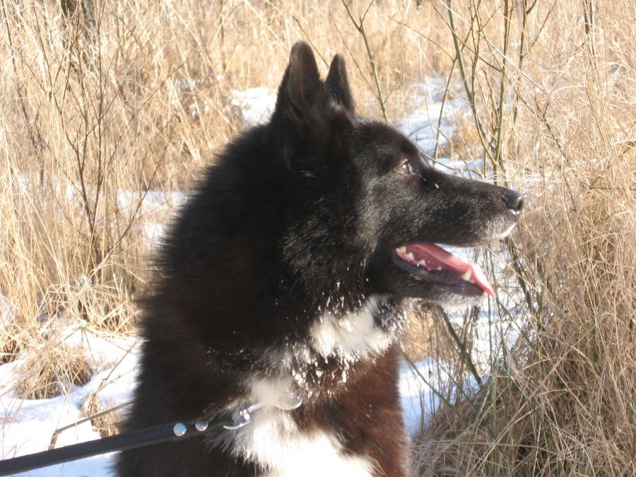 Dmitrijs