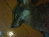 Vilks
