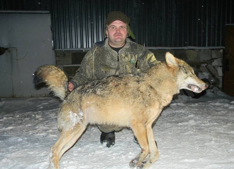 Vilks