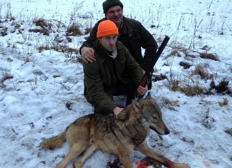 Vilks