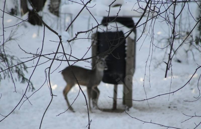 fOTO MEDĪBAS