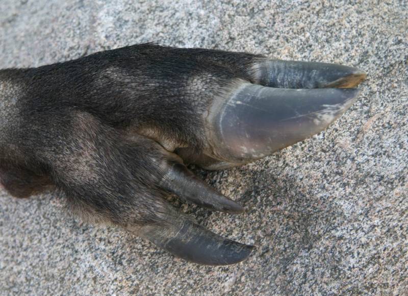 Kājiņa