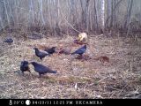 Kraukļi