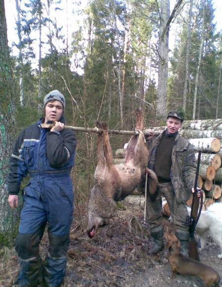 Vilks