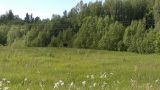 alnītis