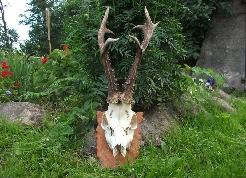 trophy
