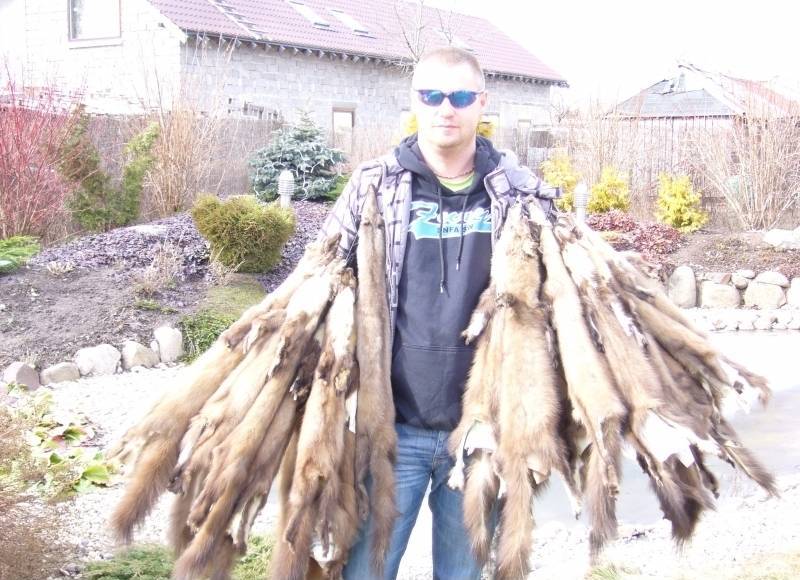 Kažokzvēri