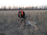 Whitetail deer - Baltastes briedis