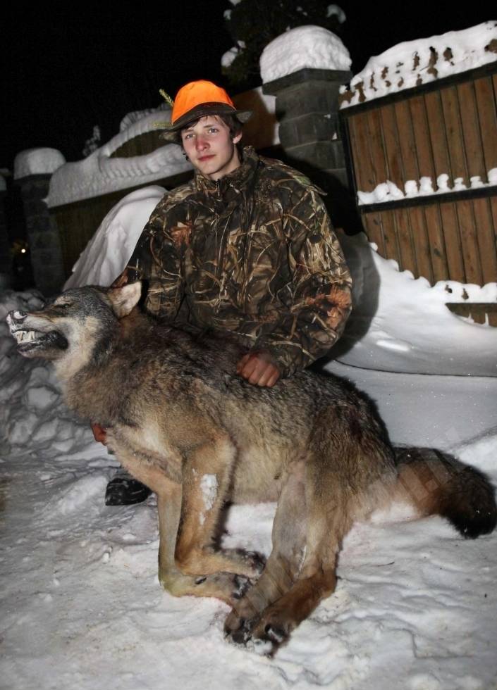 Vilks