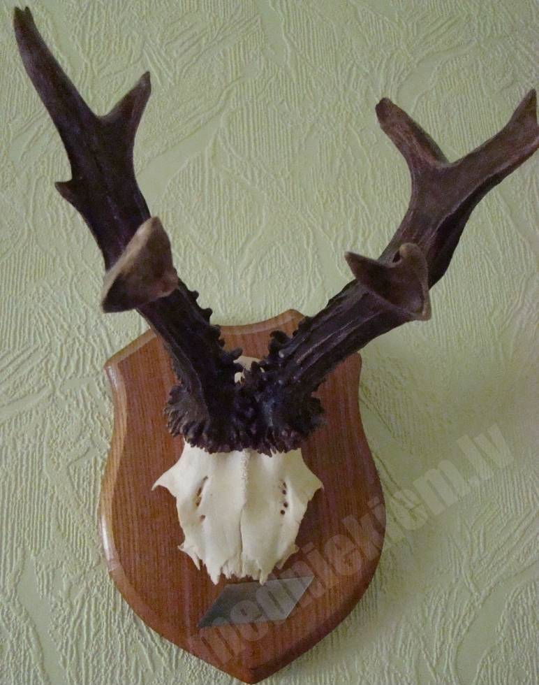 trophy