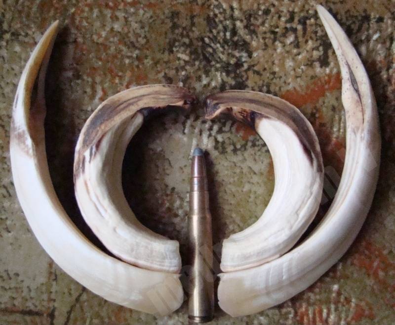 trophy