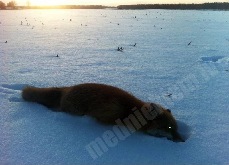 Armēņu lauku lapsiņa