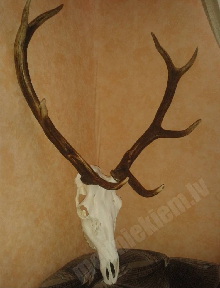 trophy