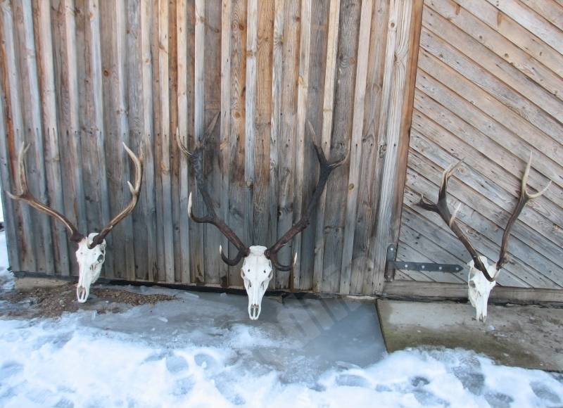 Staltbrriedis