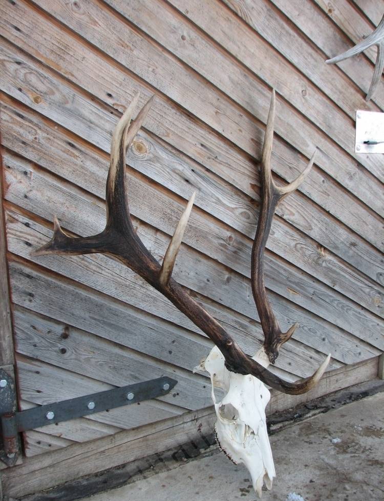 Staltbriedis
