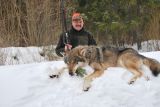 Vilks