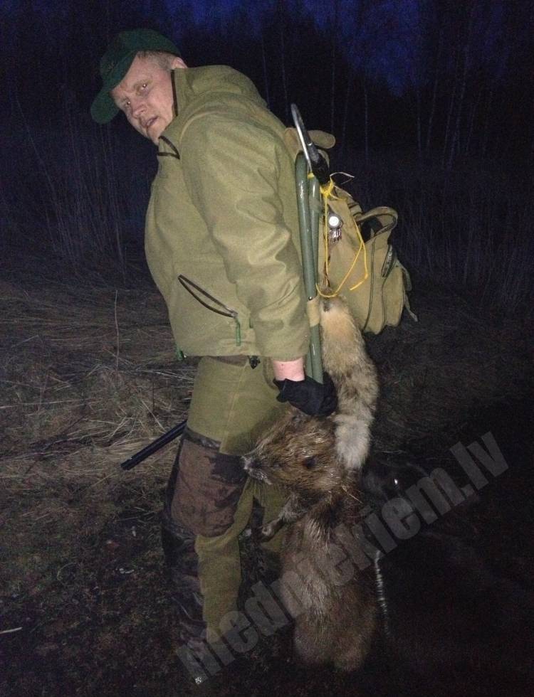 Baložu noslēguma bebrs