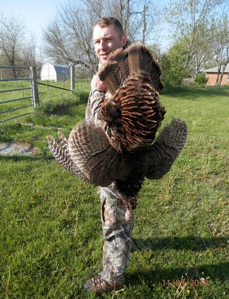 Savvaļas tītars, Wild Turkey (Meleagris gallopavo)